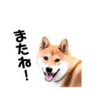 柴犬ロクきゅんのスタンプ（個別スタンプ：6）