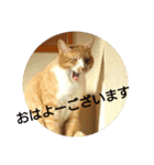 五郎＆つくね（個別スタンプ：3）