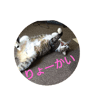 五郎＆つくね（個別スタンプ：4）