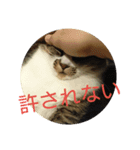 五郎＆つくね（個別スタンプ：6）