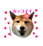 柴犬なな ジャニヲタバージョン（個別スタンプ：1）
