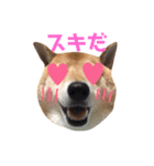 柴犬なな ジャニヲタバージョン（個別スタンプ：2）