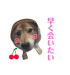 柴犬なな ジャニヲタバージョン（個別スタンプ：3）