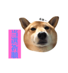 柴犬なな ジャニヲタバージョン（個別スタンプ：5）