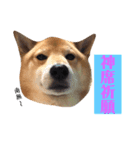 柴犬なな ジャニヲタバージョン（個別スタンプ：6）