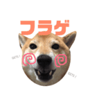 柴犬なな ジャニヲタバージョン（個別スタンプ：7）