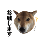 柴犬なな ジャニヲタバージョン（個別スタンプ：8）
