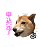 柴犬なな ジャニヲタバージョン（個別スタンプ：9）