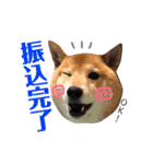 柴犬なな ジャニヲタバージョン（個別スタンプ：10）
