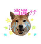 柴犬なな ジャニヲタバージョン（個別スタンプ：11）