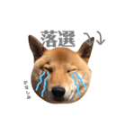 柴犬なな ジャニヲタバージョン（個別スタンプ：12）