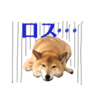 柴犬なな ジャニヲタバージョン（個別スタンプ：13）