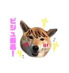 柴犬なな ジャニヲタバージョン（個別スタンプ：14）
