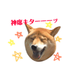 柴犬なな ジャニヲタバージョン（個別スタンプ：15）