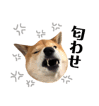 柴犬なな ジャニヲタバージョン（個別スタンプ：16）