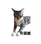 おもしろいの黒猫と花色猫（個別スタンプ：1）