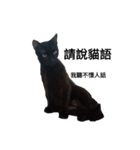おもしろいの黒猫と花色猫（個別スタンプ：2）