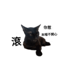 おもしろいの黒猫と花色猫（個別スタンプ：3）