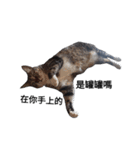 おもしろいの黒猫と花色猫（個別スタンプ：4）
