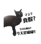おもしろいの黒猫と花色猫（個別スタンプ：7）