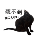 おもしろいの黒猫と花色猫（個別スタンプ：10）