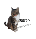 おもしろいの黒猫と花色猫（個別スタンプ：11）