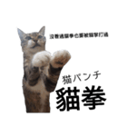 おもしろいの黒猫と花色猫（個別スタンプ：14）
