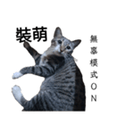 おもしろいの黒猫と花色猫（個別スタンプ：18）