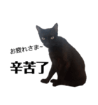 おもしろいの黒猫と花色猫（個別スタンプ：21）