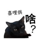 おもしろいの黒猫と花色猫（個別スタンプ：22）