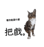 おもしろいの黒猫と花色猫（個別スタンプ：23）