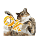 ねこにゃんとにゃっぴ（個別スタンプ：1）