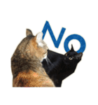 ねこにゃんとにゃっぴ（個別スタンプ：2）