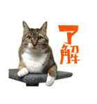 ねこにゃんとにゃっぴ（個別スタンプ：3）