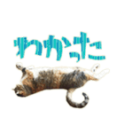 ねこにゃんとにゃっぴ（個別スタンプ：4）