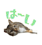 ねこにゃんとにゃっぴ（個別スタンプ：5）