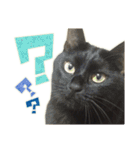ねこにゃんとにゃっぴ（個別スタンプ：6）