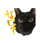 ねこにゃんとにゃっぴ（個別スタンプ：8）