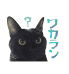ねこにゃんとにゃっぴ（個別スタンプ：9）