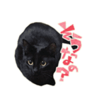 ねこにゃんとにゃっぴ（個別スタンプ：11）