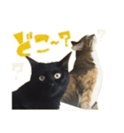 ねこにゃんとにゃっぴ（個別スタンプ：12）