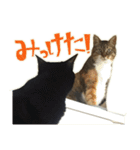 ねこにゃんとにゃっぴ（個別スタンプ：13）