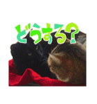 ねこにゃんとにゃっぴ（個別スタンプ：14）