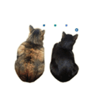 ねこにゃんとにゃっぴ（個別スタンプ：15）