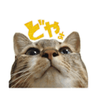 ねこにゃんとにゃっぴ（個別スタンプ：16）