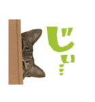 ねこにゃんとにゃっぴ（個別スタンプ：17）