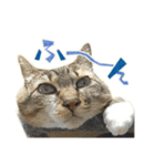 ねこにゃんとにゃっぴ（個別スタンプ：20）