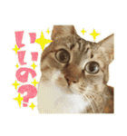 ねこにゃんとにゃっぴ（個別スタンプ：24）