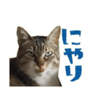 ねこにゃんとにゃっぴ（個別スタンプ：25）