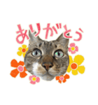 ねこにゃんとにゃっぴ（個別スタンプ：26）